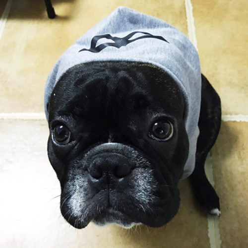 Dog Winter Warm 100% Cotton Padded Hoodies