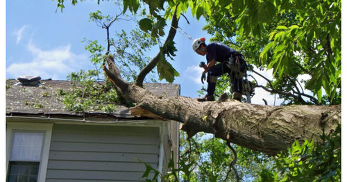 Tree Removal Services