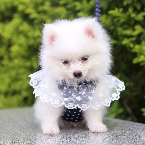 Luxury Pet Apparel Dog Dresses - Dog Birthday Wedding Dresses Tuxedo