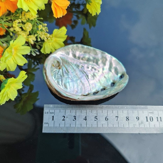 6 Sizes Abalone Shell Nautical Decor Seashell Beach Wedding Shells Ocean Decor Jewelry