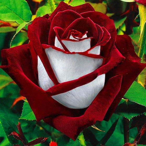20x Red White Osiria Ruby Rose Flower Rare Seeds Flower Home Garden Decor New