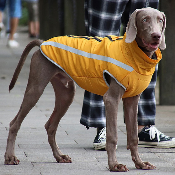 Big Dog Jacket