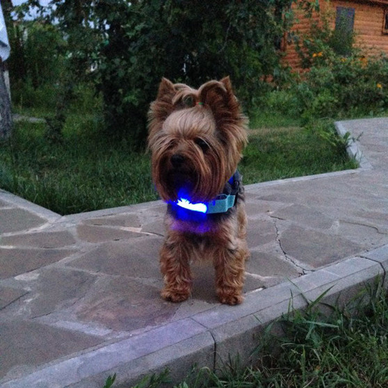 Nylon LED Pet Collar