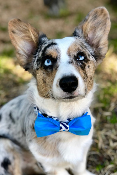 ALEXANDER | DOG COLLAR & BOW TIE