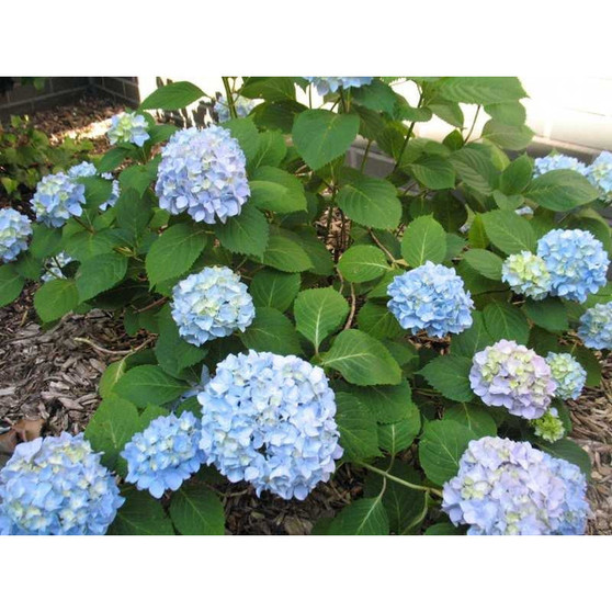 Penny Mac' bigleaf hydrangea -Hydrangea macrophylla ' 4" Pot Shrub - Hedge