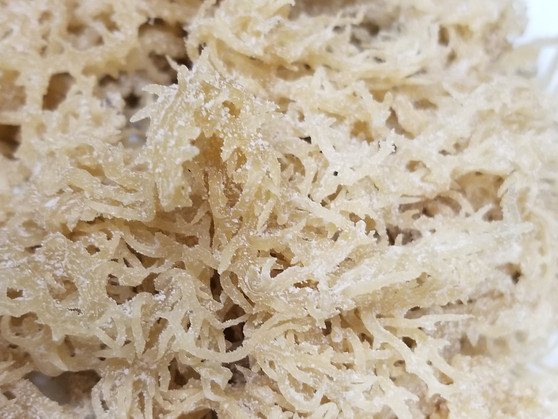 Raw IrishMoss /SeaMoss