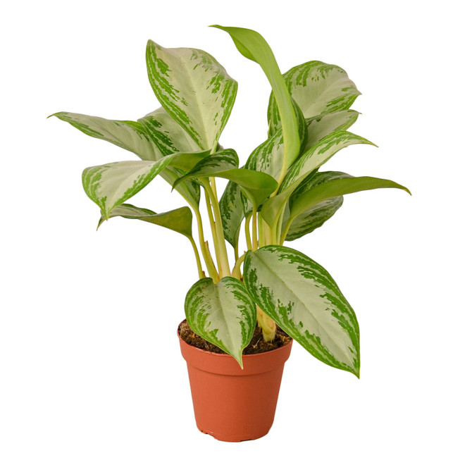 Chinese Evergreen - Silver Bay