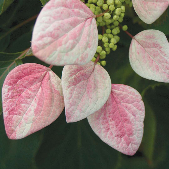 Hydrangea Vine ROSE SENSATION™  Schizophragma hydrangeoides Quart Size Starter Plant