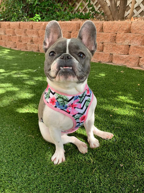 Frenchie Supply Harness - Floral