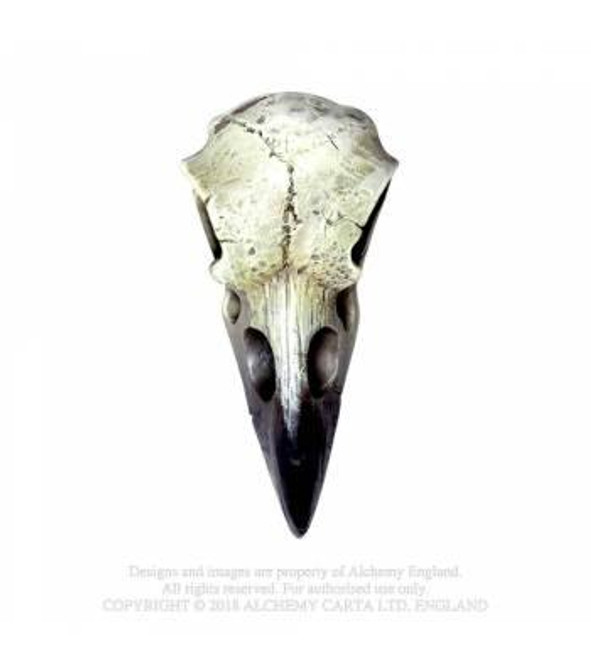 Reliquary Raven Skull, Alchemy Gothic