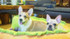 Hot Dog Bed