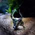 Bull Head Horn Rings Stainless Steel Punk Trendy Men Jewelry