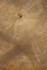 East at Main Mara Brown Round Teak Accent Table, (22x22x22)