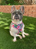 Frenchie Supply Harness - Floral