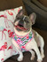 Frenchie Supply Harness - Floral