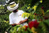 Santo Domingo 100% Pure Ground Coffee Vacuum Packed 8.8 Oz.