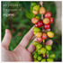 Santo Domingo 100% Pure Ground Coffee Vacuum Packed 8.8 Oz.
