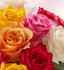 Two Dozen Assorted Roses w/Purple Vase