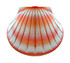 Biodegradable Shell Urn