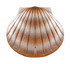 Biodegradable Shell Urn