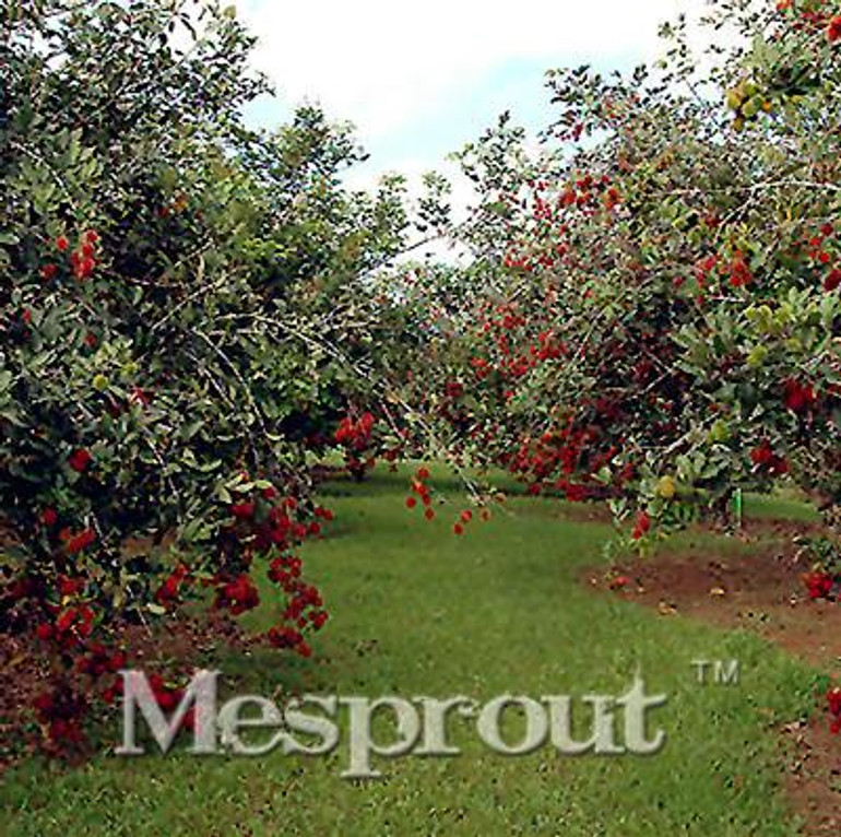5pcs Rambutan Seed Red Fruits Malaysia Miracle Fruit Seeds Plant Giant Plant Tree New Outdoor Vegetable Fruit Jardin Pots