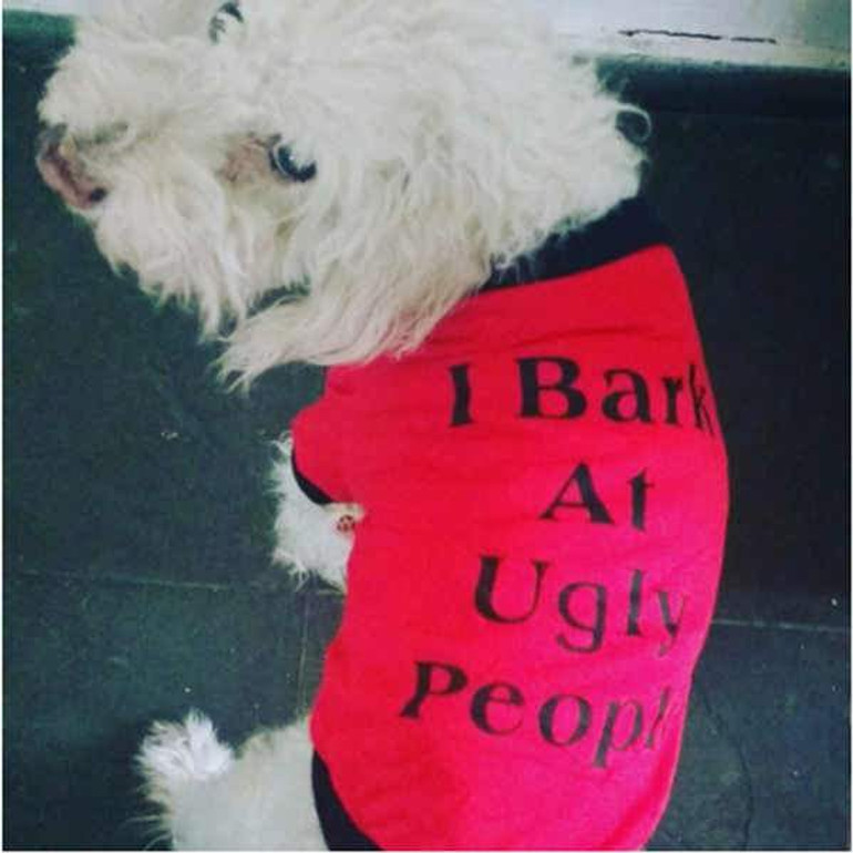 Cute Dogs Cats Clothes Summer T Shirt Sweatershirt for Pets