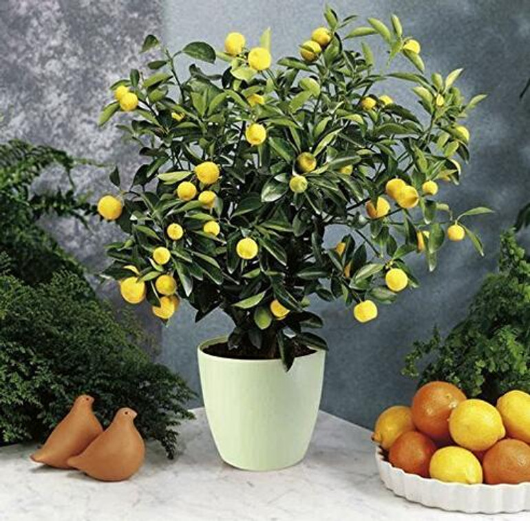 35 Seeds Dwarf Meyer Lemon Tree indoor/outdoor