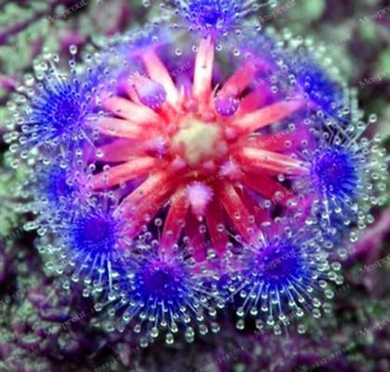 100PCS Sundew Seeds Carnivorous Plants Potted Plant Seeds Flytrap Seeds Radiation Protection Plant For Home Garden Free Shipping