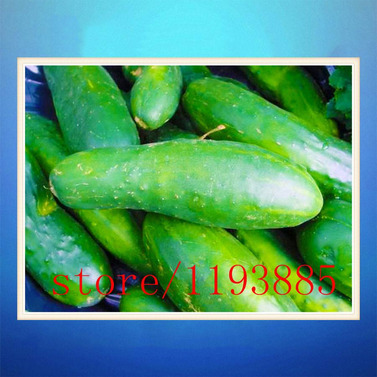 cucumber seeds 100 mini japan cucumber professional makeup Seeds VEGETABLE for home garden planting