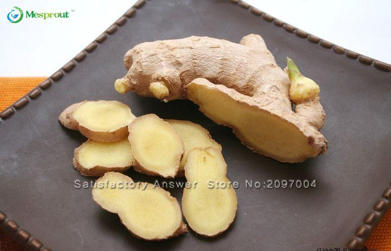 New 100 Pcs Ginger Seeds Vegetable seeds Balcony Vegetables Potted Bonsai Plant Seeds Four Seasons Zingiber Seeds Plants