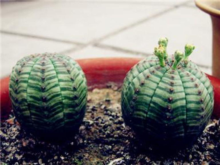 New ! 20 Pcs/Bag Succulents Seeds Echinopsis Tubiflora, Flowering Cactus Seeds, Rare Flower Cactus, Office Mini Plant Succulent