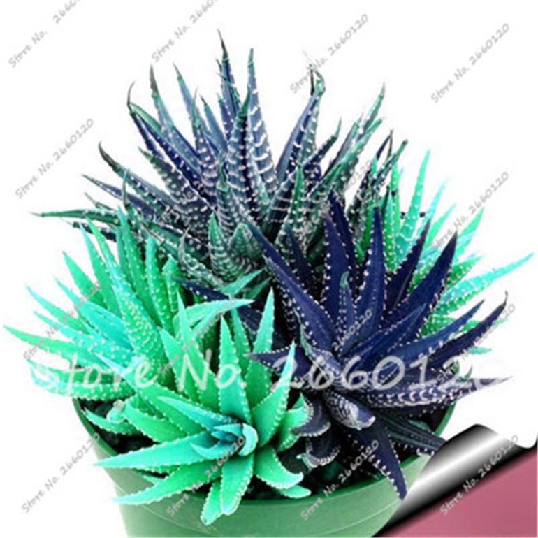New! 20 P Colorful Cactus Rebutia Variety Mix Exotic Flowering Cacti Rare Cactus Aloe Seed Office Mini Plant Succulent Seed