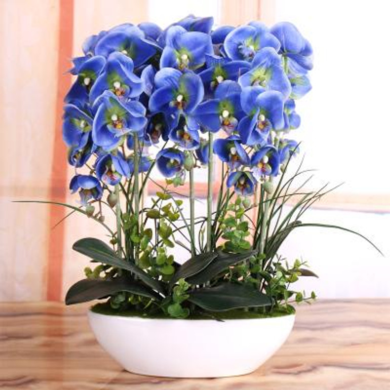 Phalaenopsis Room Interior Decoration Flowers Potted 100 Seeds