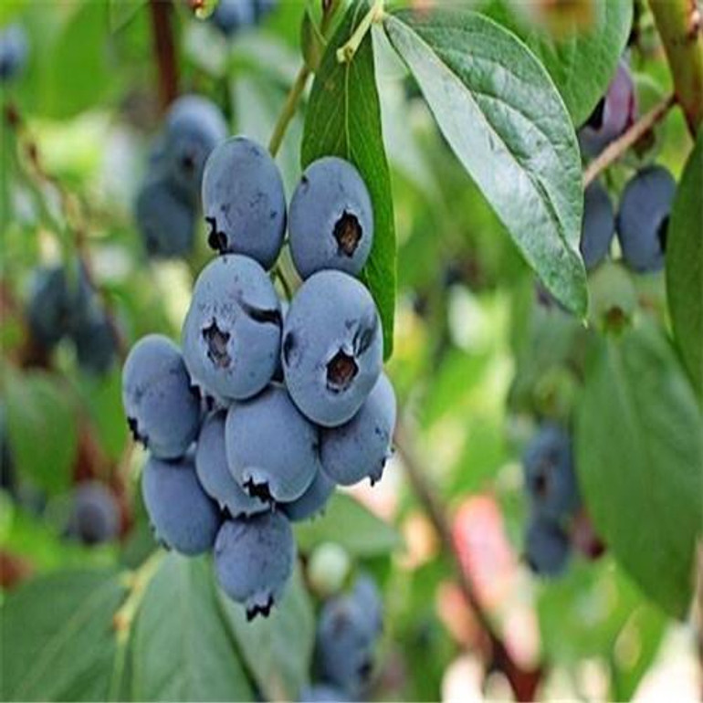 GGG 200 pcs Blueberry seed Fruit seeds Potted blueberry seeds Free shipping