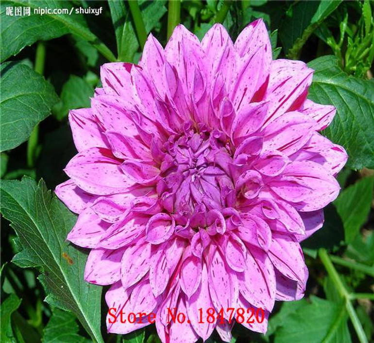 GGG 100pcs /bag . 10 piece each color of dahlia seeds rainbow pompon Seeds Bonsai plants Seeds for home &amp; garden