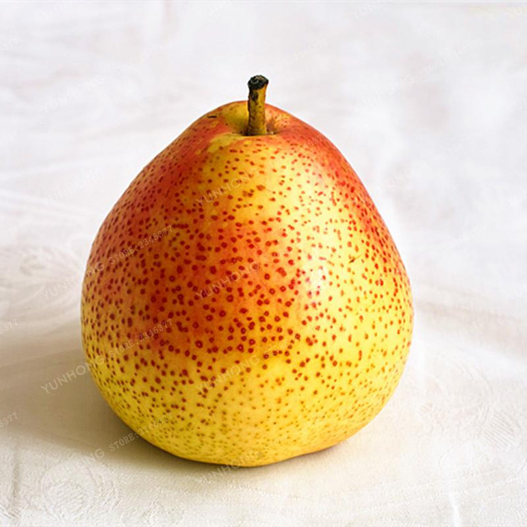 Bonsai Pear Seeds Mini Pear Tree Seeds Super Sweet Fruit Seeds Quality Potted Plants For Home Garden DIY 20 Pcs