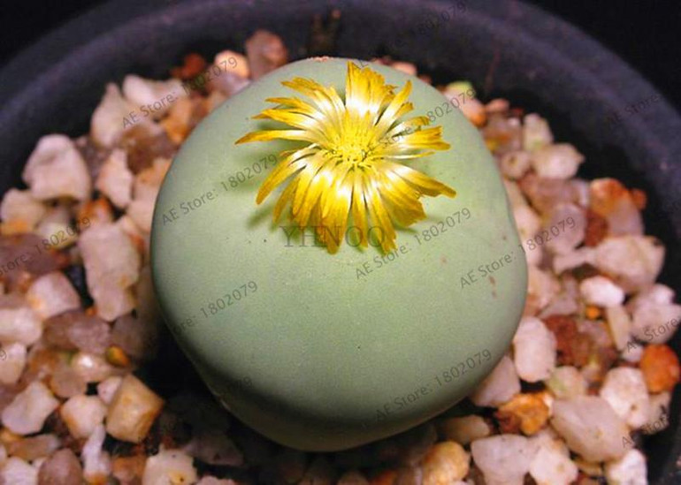 205pcs/bag Semillas De Flores Mix Lithops Seeds Rare Succulent Seeds Ass flower seeds Living Stone bonsai mini garden plant.