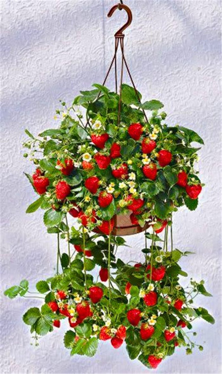 Fruit seeds 300pcs Super Giant Strawberry perfume bonsai strawberry fruit, edible strawberry seeds for home garden plant