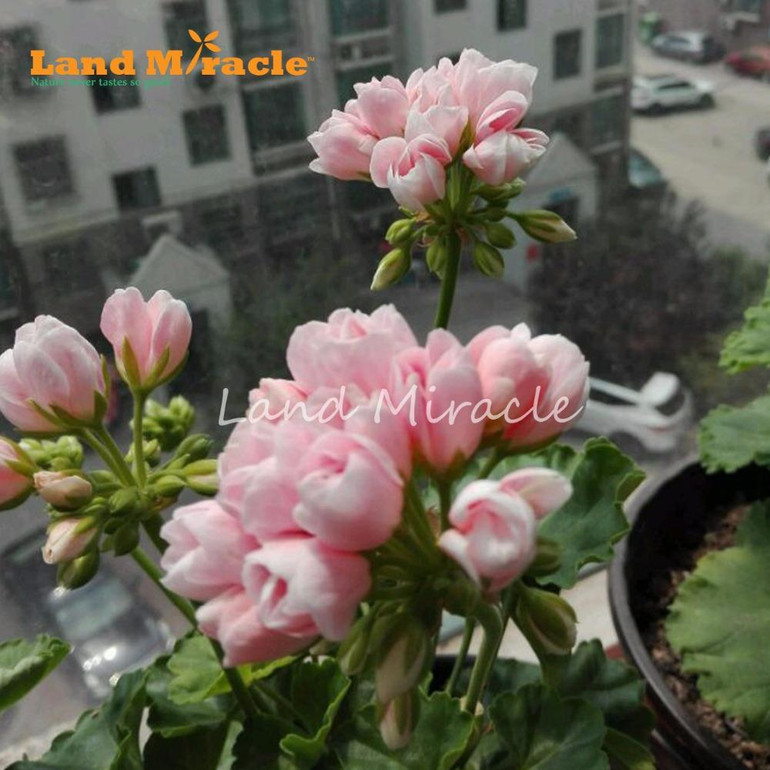 LAND MIRACLE Geranium Peach Pink Ball Flower Seeds, 5 Seeds, Bonsai Pelargonium Garden Flowers Plant Perennial Seeds