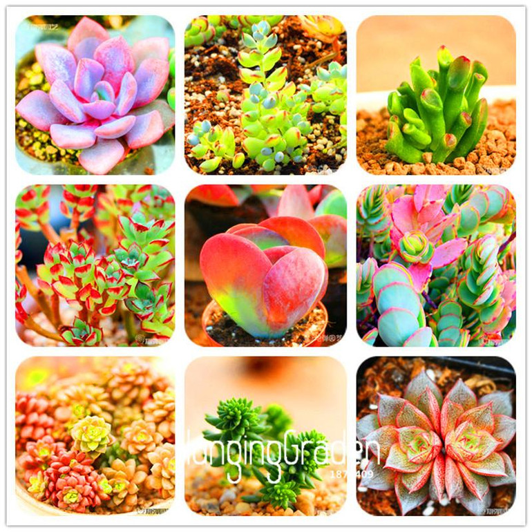 Sale!10pcs/Lot 99 Kinds to choose Lithops Seeds Succulents Seeds Pseudotruncatella Office Bonsai Flower Seeds,#89VY9I