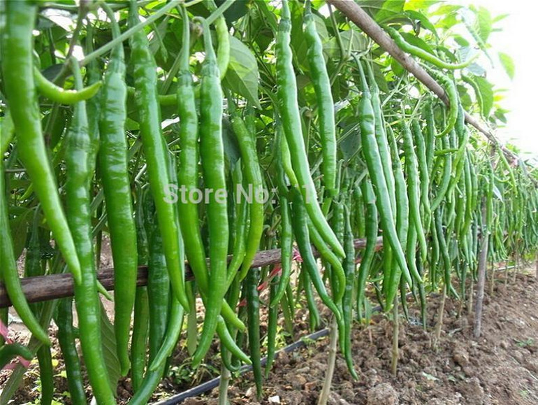 Hot Selling Long Red Pepper Seeds Tohum Red Hot Pepper Seeds Plant Tree Vegetable Seeds Free Shipping 100 Particles Garden Seed Hot Selling Long Red Pepper Seeds Tohum Red Hot Pepper Seeds Plant Tree Vegetable Seeds Free Shipping 100 Particles Garden Seed
