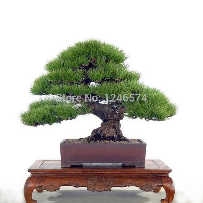 Hot Selling 50pcs Pine Tree Seeds Pinus Thunbergii Seeds Bonsai Seeds Potted Landscape Home Garden Drop Shipping MD32308