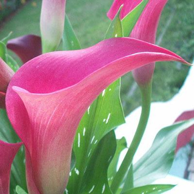 Calla Lily Bulbs Potted Balcony Plant Calla flower bulbs Can Radiation Absorption Mixed Colors not calla lily plant seeds