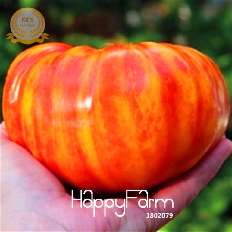 New Seeds 2017!Fruits vegetables seeds 50pcs Heirloom Big Rainbow Stripey Beefsteak Tomato Seeds Bonsai tomato,#NPY91G