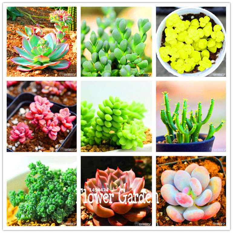 New Seeds 2017!10pcs 99 Kinds to choose Lithops Seeds Succulents Seeds Pseudotruncatella Office Bonsai Flower Seeds,#FRB4RE