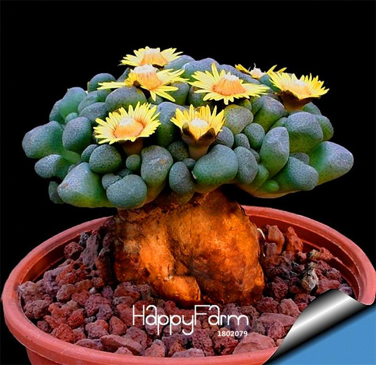 New Seeds 2017!10pcs/Bag Aurora ball Cactus Seeds bonsai Succulent Plant rare flower Seeds bonsai for home &amp; garden,#O3U24L