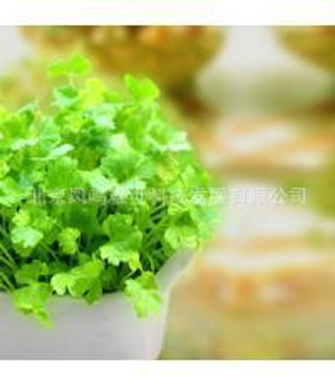 Japan leaflets coriander seeds 200seed small family organic vegetable garden seeds