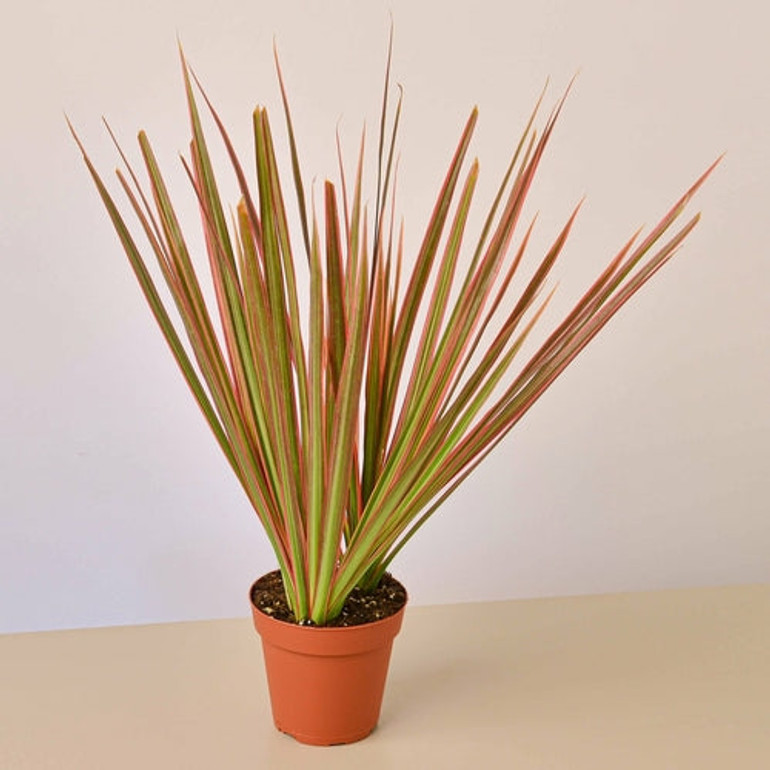 Dracaena 'Colorama'(comes potted with pot pictured)