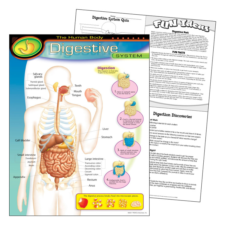 The Human Body–Digestive System Learning Chart