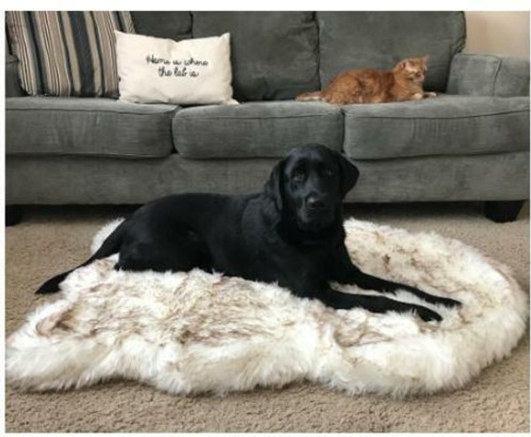 Doggo Fluffy Bed
